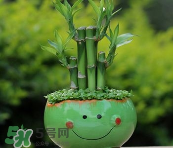 富貴竹可以和百合一起養嗎？富貴竹可以和什么花養？