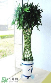 富貴竹有幾個(gè)品種？富貴竹有種子嗎？