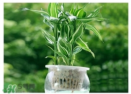 富貴竹葉子發黃怎么辦？富貴竹怎么養才能更旺盛？