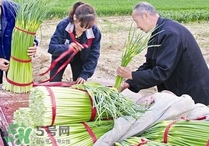 蒜苔頭能吃嗎？蒜苔頭可以吃嗎