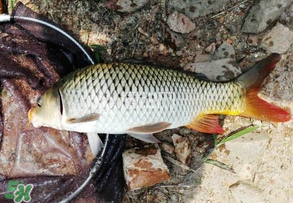谷雨好釣魚嗎？谷雨釣魚用什么餌料？