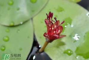 莼菜多少錢一斤？莼菜多少錢一斤2017？
