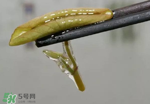 莼菜多少錢一斤？莼菜多少錢一斤2017？