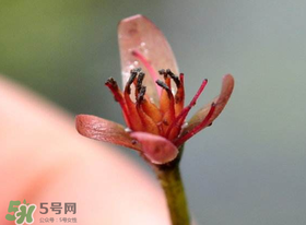 莼菜是什么菜？莼菜是荷葉嗎？