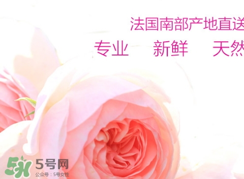 rossi rossa面膜怎么樣？rossi rossa珞珞莊園面膜好不好？