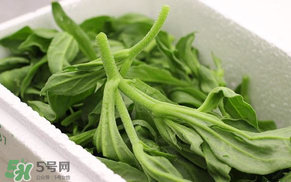 冰菜什么人不適宜吃？冰菜什么體質不能吃？