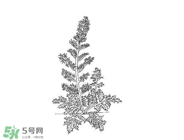 白蒿孕婦能吃嗎？孕婦可以吃白蒿嗎？