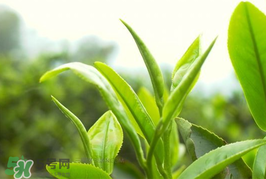 谷雨為什么喝谷雨茶？谷雨茶是什么茶？