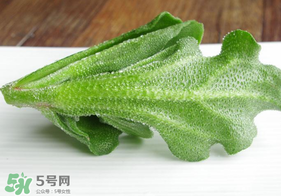 冰草不能和什么一起吃？冰草不能和什么同時吃？