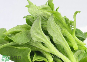 冰草可以放冰箱嗎？冰草能用冰塊保存嗎？