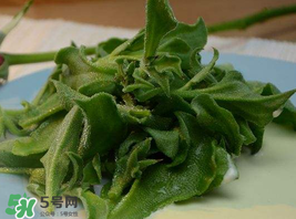 冰草多少錢一斤？非洲冰草多少錢一斤？