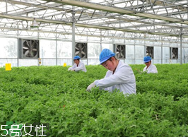 ?冰草為什么會酸？冰草為什么是酸的？