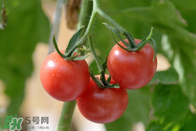 蝦爬子可以和西紅柿一起吃嗎？蝦爬和西紅柿能一起吃嗎？