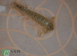 蝦爬子怎么保存？蝦爬子怎么保存才新鮮？