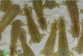 蝦爬子怎么保存？蝦爬子怎么保存才新鮮？