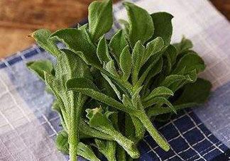 吃冰菜有什么好處？冰菜吃了有什么好處？