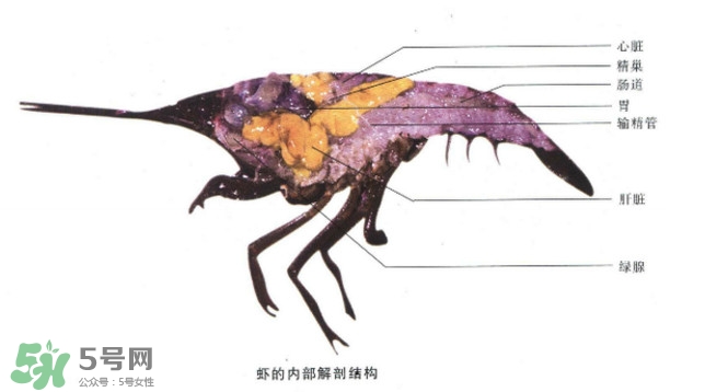 油燜大蝦怎么洗？油燜大蝦怎么清洗
