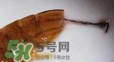 油燜大蝦怎么洗？油燜大蝦怎么清洗
