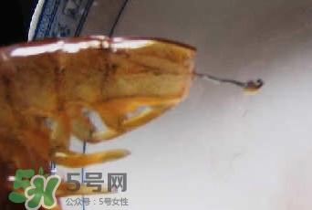 油燜大蝦怎么洗？油燜大蝦怎么清洗