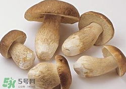 美味牛肝菌多少錢一斤？一斤牛肝菌多少錢？
