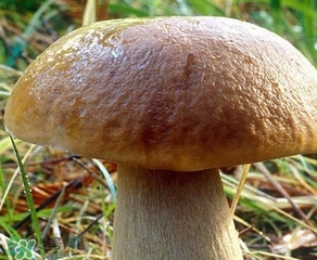 美味牛肝菌多少錢一斤？一斤牛肝菌多少錢？
