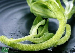 冰菜是什么菜？冰菜和冰草一樣嗎？
