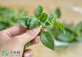 冰菜和穿心蓮是同一種菜嗎？冰菜和穿心蓮是一科嗎？