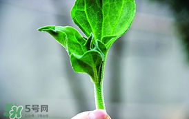冰菜怎么吃？冰菜可以炒著吃嗎？