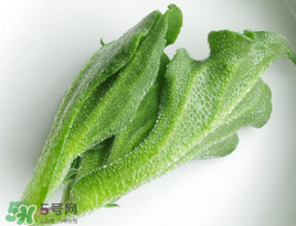 冰菜怎么吃？冰菜可以炒著吃嗎？