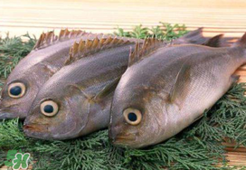 蠶豆和魚能一起吃嗎？蠶豆和魚吃相克嗎？