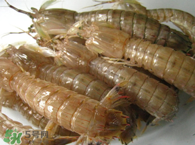 瀨尿蝦是皮皮蝦嗎？瀨尿蝦和皮皮蝦的區別