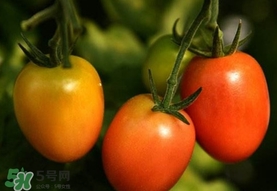 圣女果是小西紅柿嗎？圣女果和西紅柿的區(qū)別