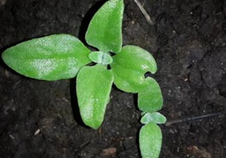 冰菜是什么菜？冰菜和冰草一樣嗎？