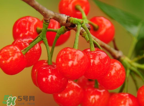 櫻桃可以帶上飛機嗎？坐飛機可以帶櫻桃嗎？