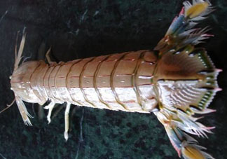 爬蝦蒸還是煮？爬蝦蒸好還是煮好？