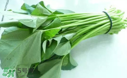 苕尖怎么摘？苕尖怎么擇