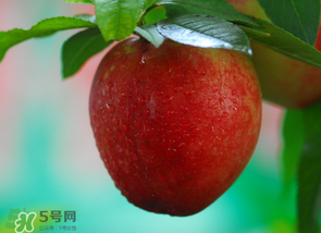 油桃多少錢(qián)一斤？油桃多少錢(qián)一斤2017？