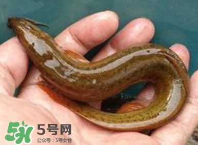 泥鰍如何養？野生泥鰍怎么養