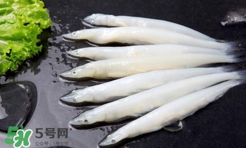 面條魚是什么魚？面條魚是海水魚嗎