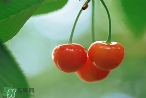 吃櫻桃會(huì)醉嗎？櫻桃吃多了會(huì)醉嗎？