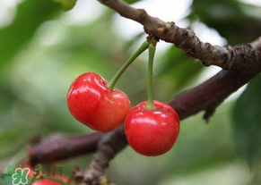 吃櫻桃會(huì)醉嗎？櫻桃吃多了會(huì)醉嗎？