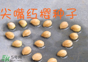 櫻桃籽怎么種小盆栽？櫻桃籽可以種植嗎？