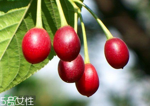 櫻桃籽有毒嗎？櫻桃籽能吃嗎？
