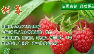 樹莓的營養價值 樹莓的功效與作用