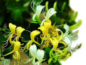 金銀花什么時候采摘最好？金銀花幾月份采摘？