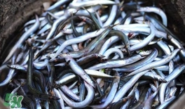 面條魚有什么營養？面條魚營養價值