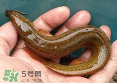泥鰍死了多久不能吃？泥鰍死了怎么處理