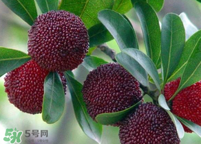 楊梅為什么有蟲子？楊梅有蟲能吃嗎？