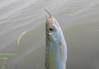 白條魚怎么釣？如何釣白條魚技巧