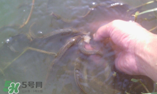 泥鰍有寄生蟲嗎？泥鰍有沒有寄生蟲